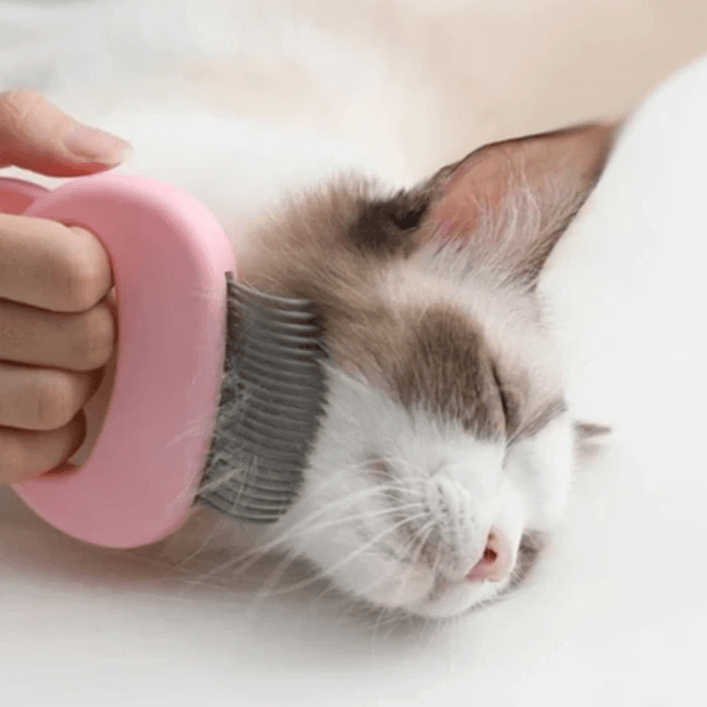 Massage et plaisir des soins pour votre chat!